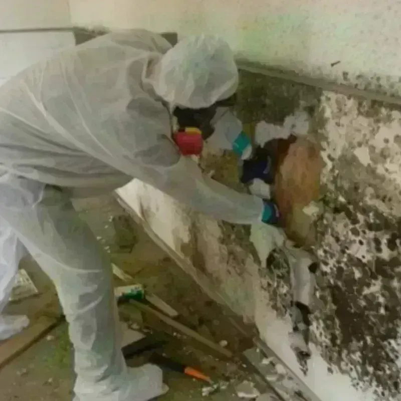 Mold Remediation and Removal in Gladewater, TX